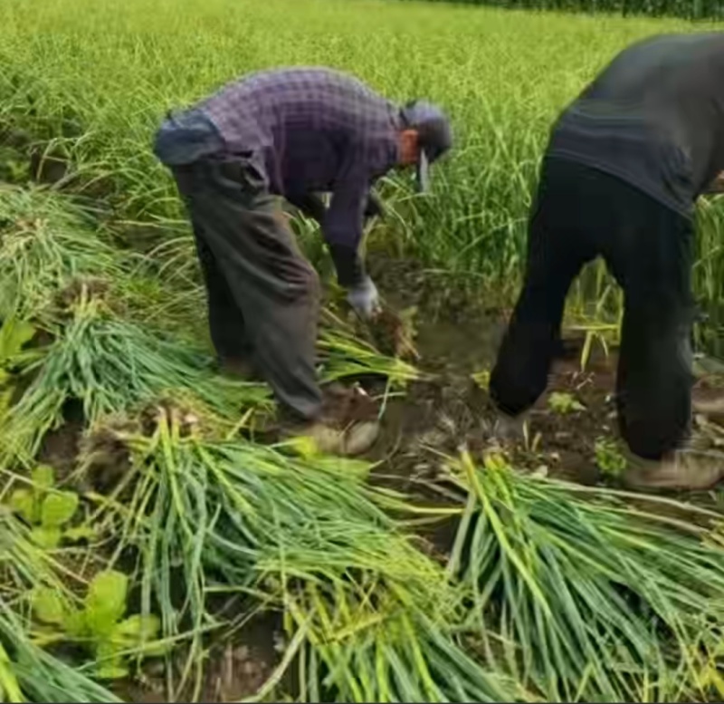 优质大蒜白皮蒜产地直发品质好价格低货源充足对接市场商超