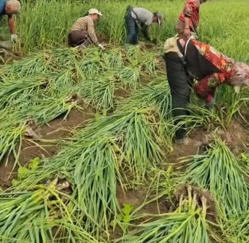优质大蒜白皮蒜产地直发品质好价格低货源充足对接市场商超