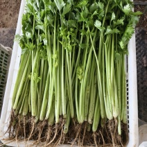 【精品香芹】大量供应江苏原产地新鲜直发质量保证量大优惠