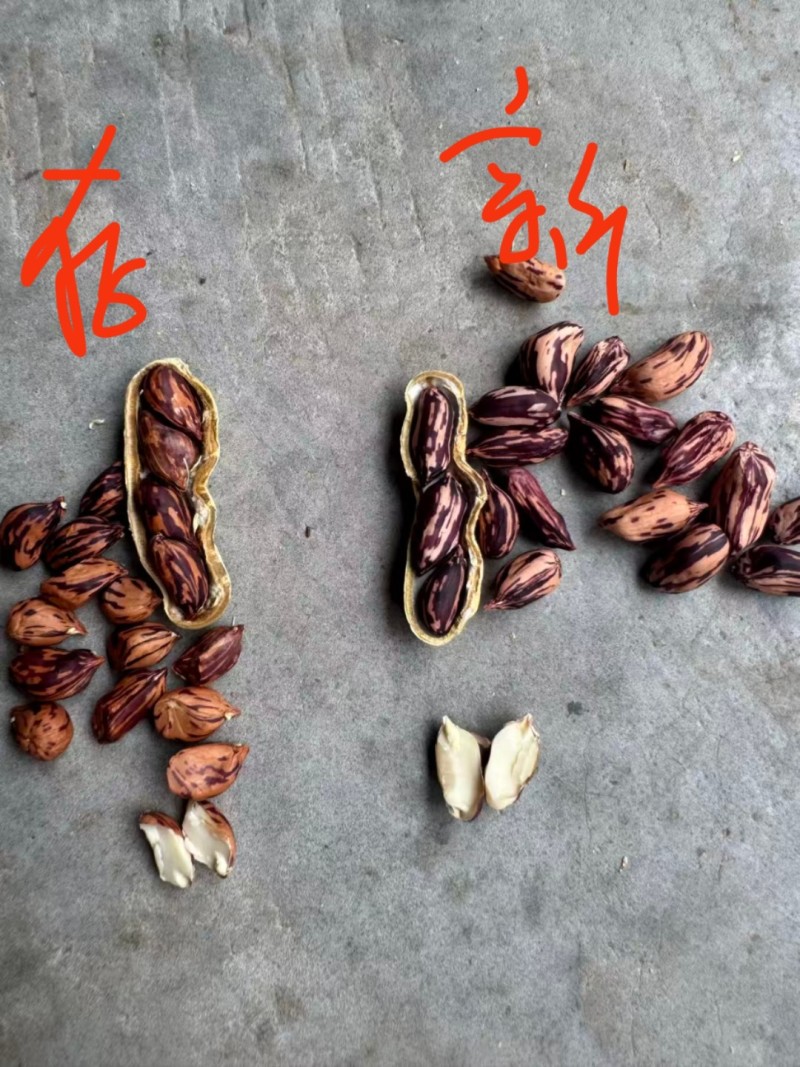 处理存货七彩花生