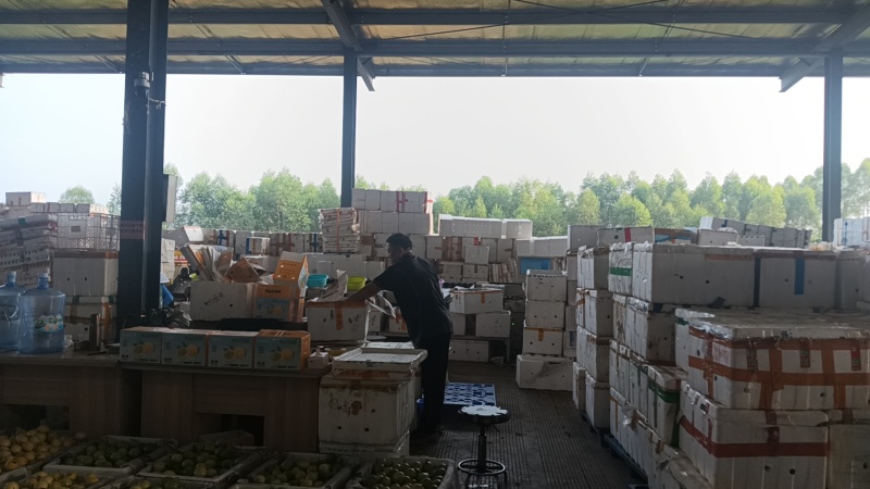 大量供应广西桂林的精品百香果，空运物流，快递全国发货。