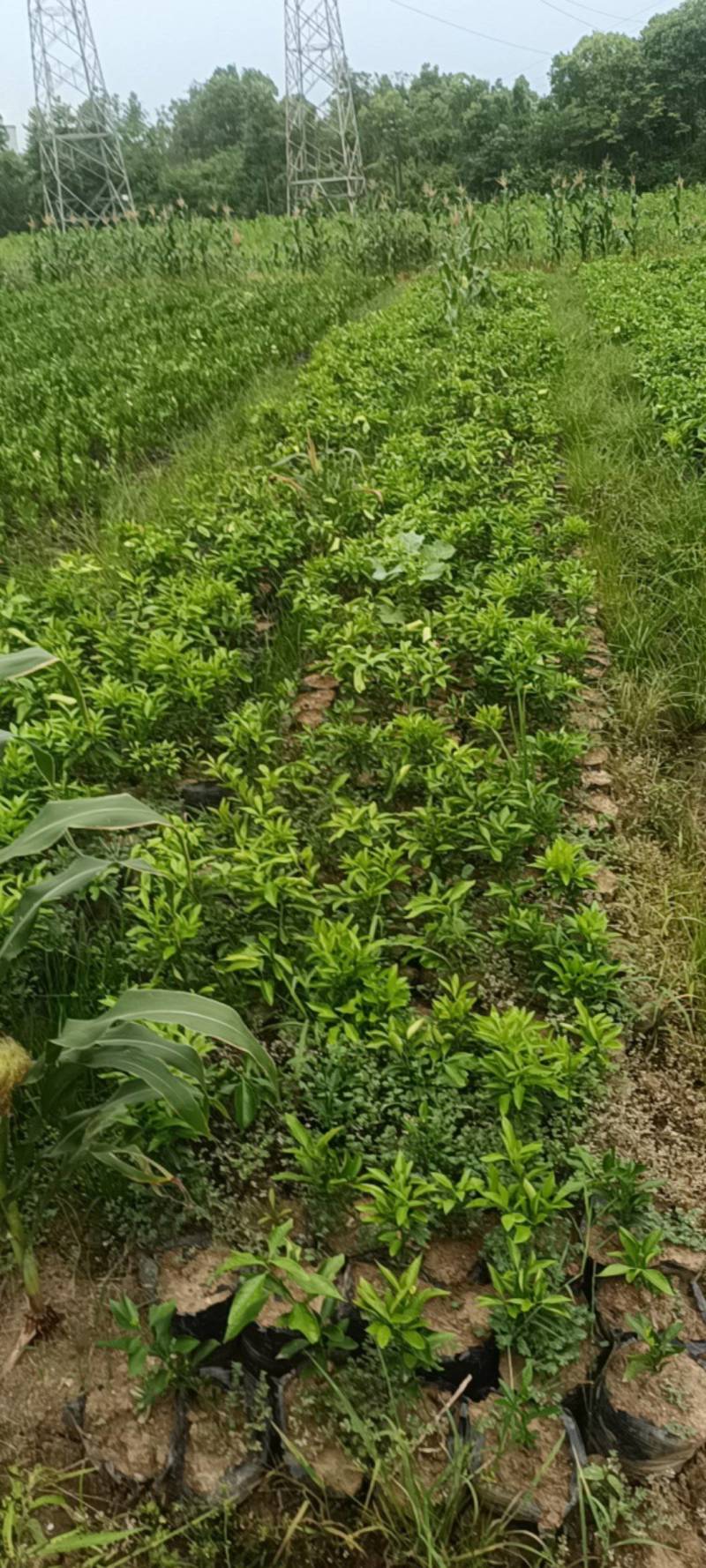 耙耙柑，沃柑，甘平，明日见，阿米达，金秋砂糖橘，爱媛38
