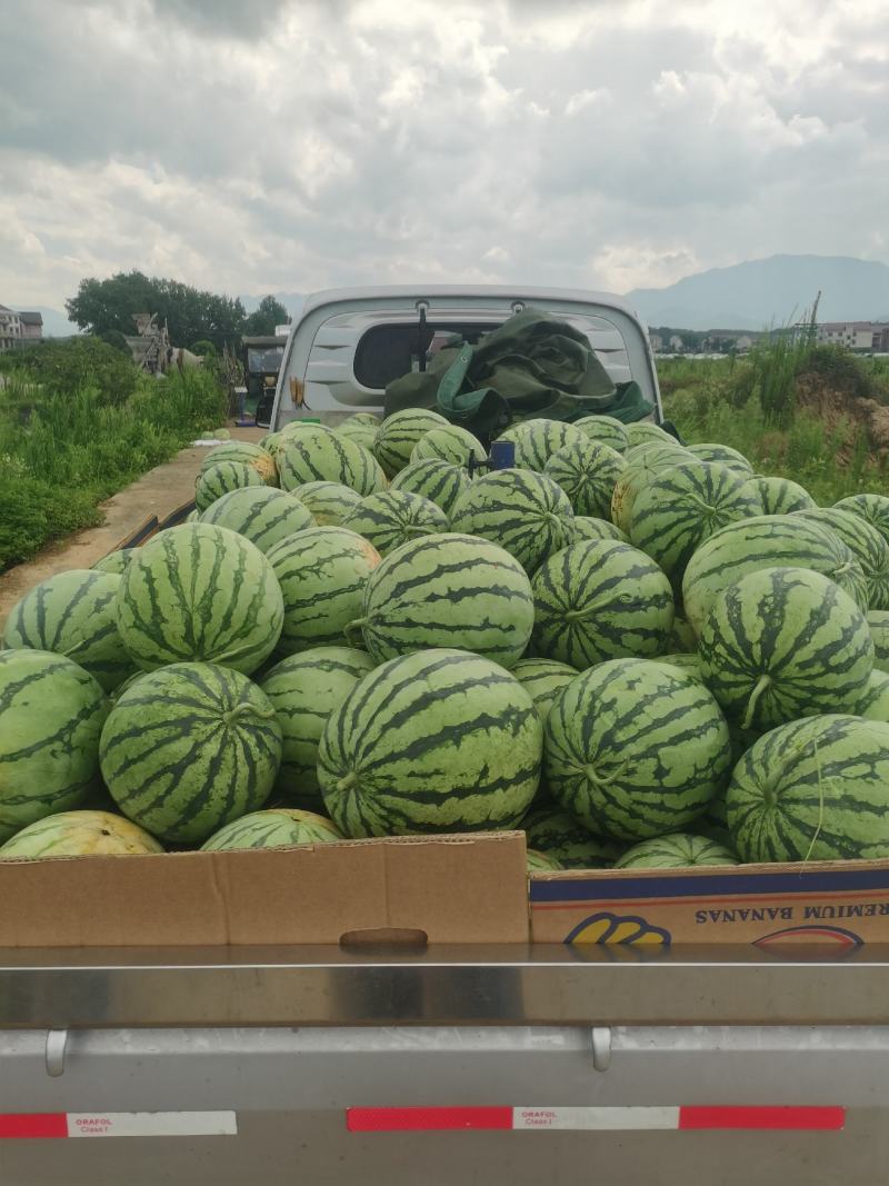 美都西瓜