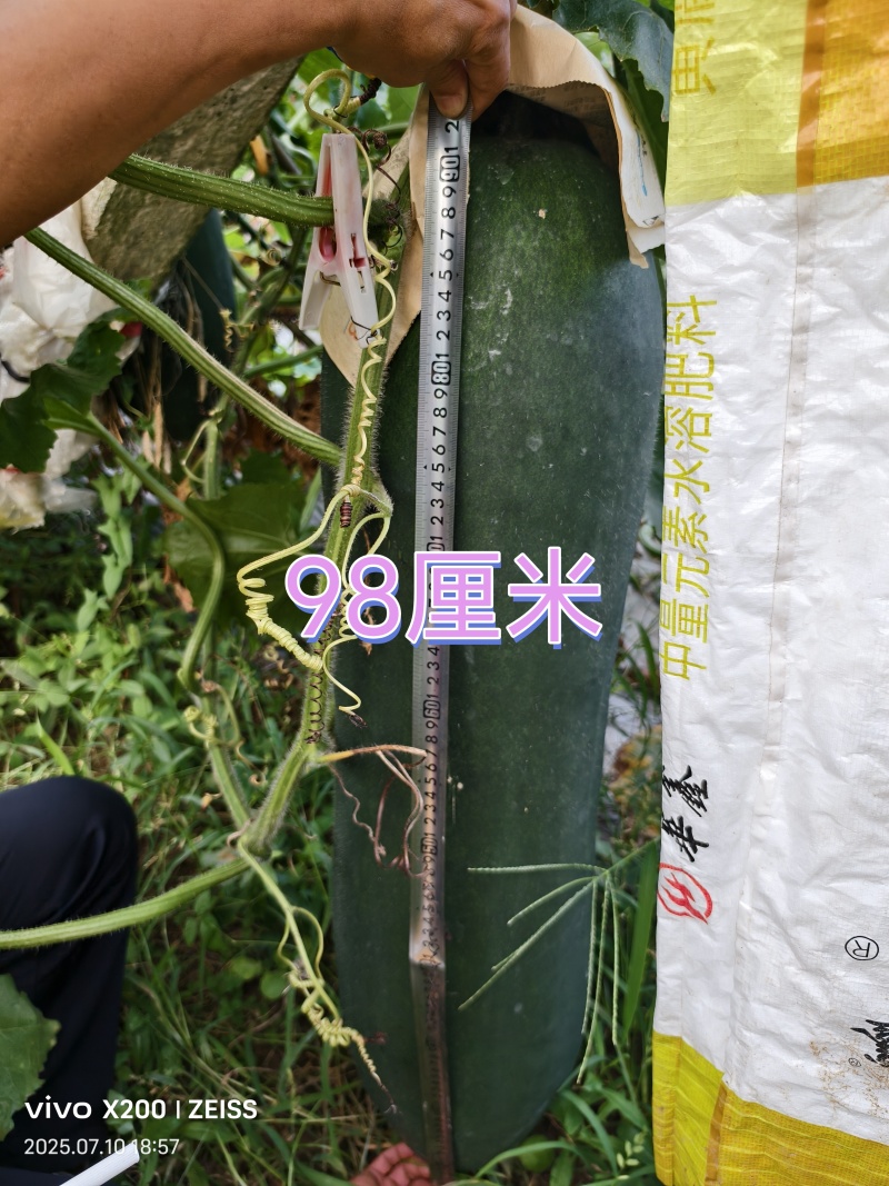 张家界市慈利县富硒青皮冬瓜