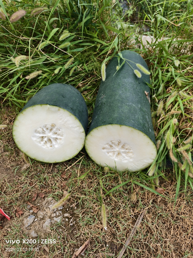 张家界市慈利县富硒青皮冬瓜