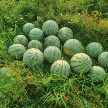 美都西瓜