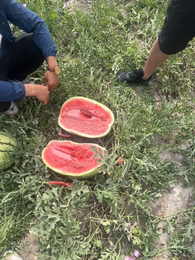 湖北石头瓜、矽砂瓜、头茬、精品、代发全国各地
