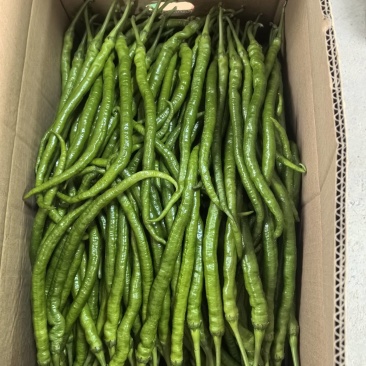 8号椒，大量供应，价格美丽，欢迎订购