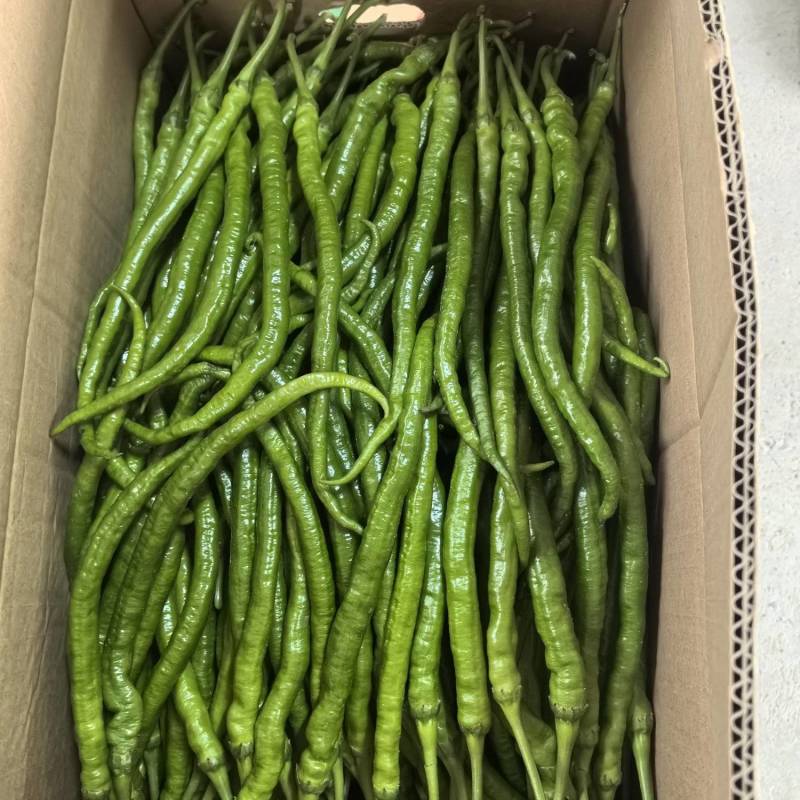 8号椒，大量供应，价格美丽，欢迎订购