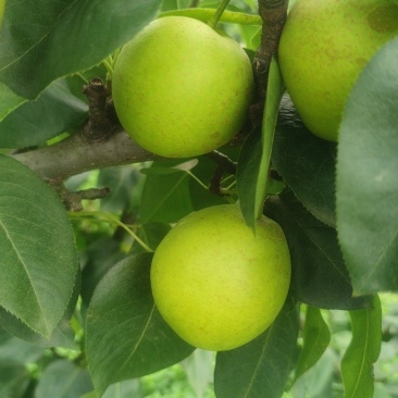 翠冠梨