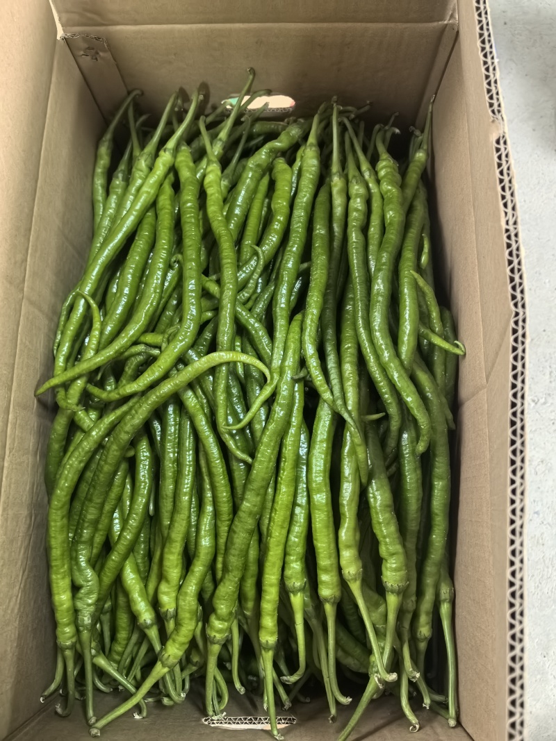 8号椒，大量供应，价格美丽，欢迎订购