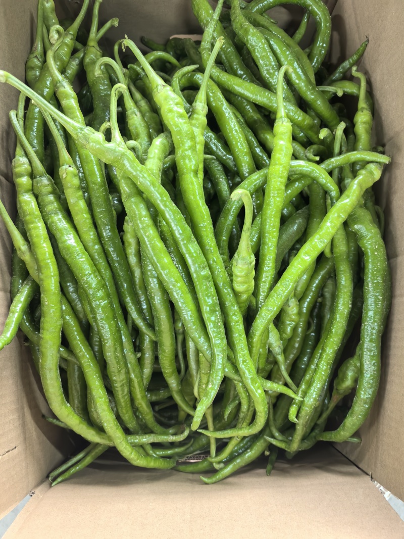 8号椒，大量供应，价格美丽，欢迎订购
