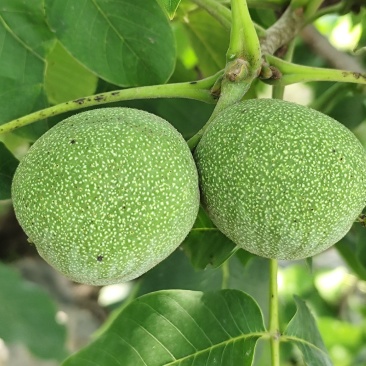 太行山原生态青皮核桃