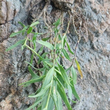 黄芩