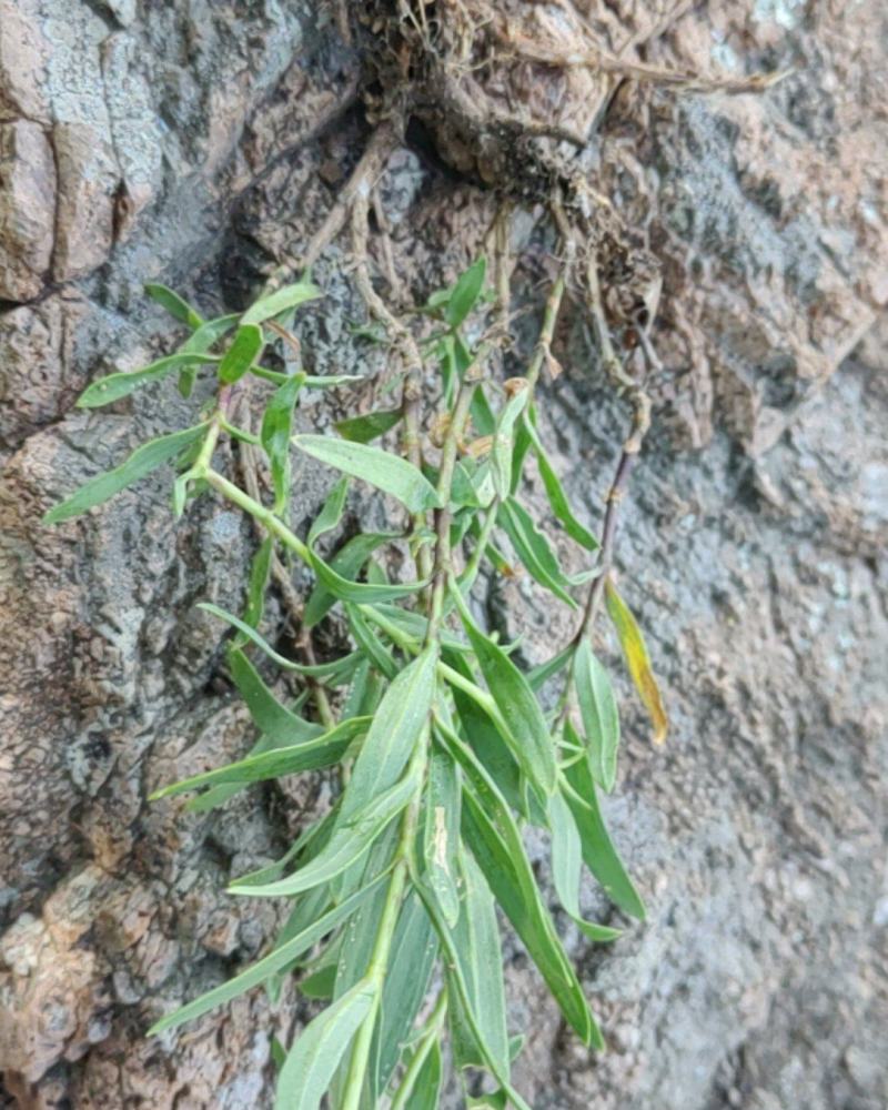 黄芩