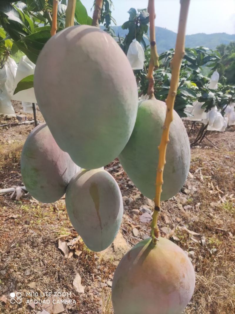 攀枝花凯特芒熟了欢迎各位老板前来洽谈，