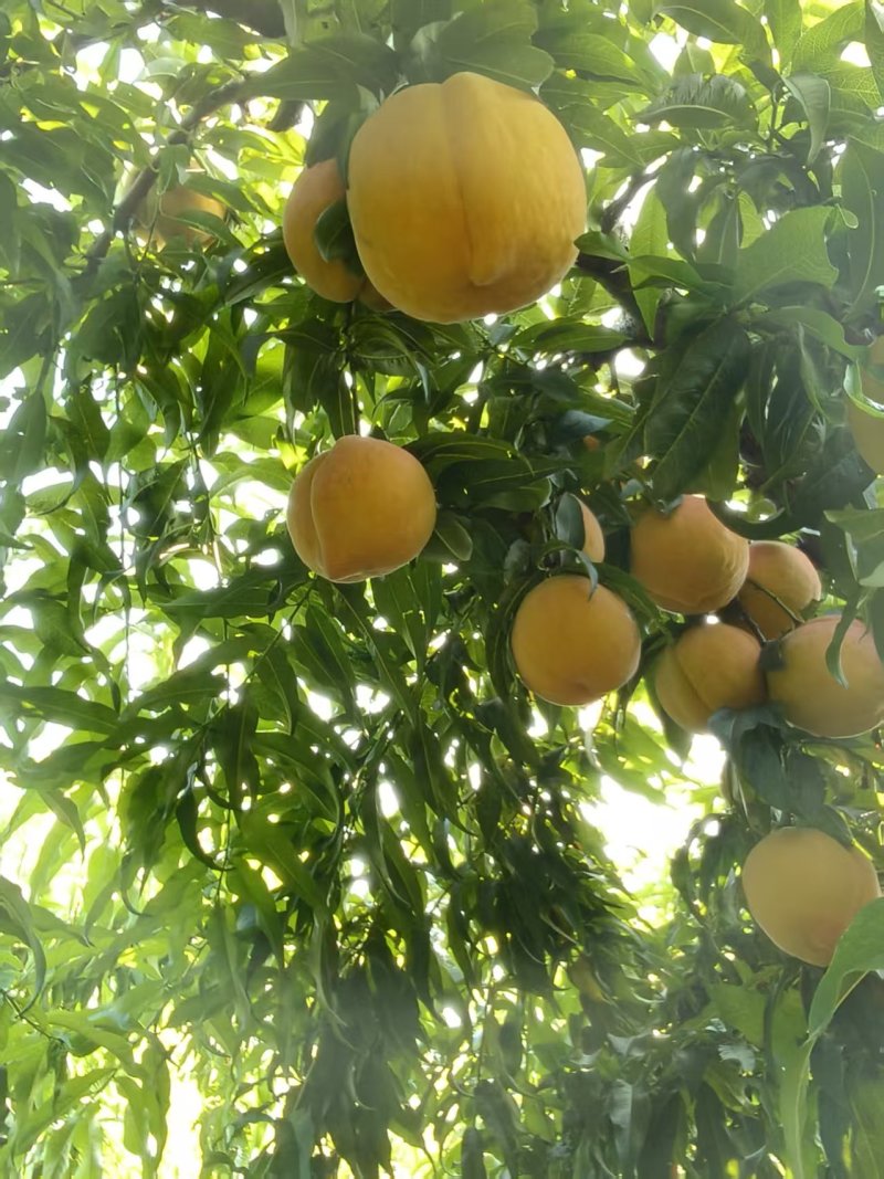 江苏丰县大沙河黄甜桃硬度好中桃十