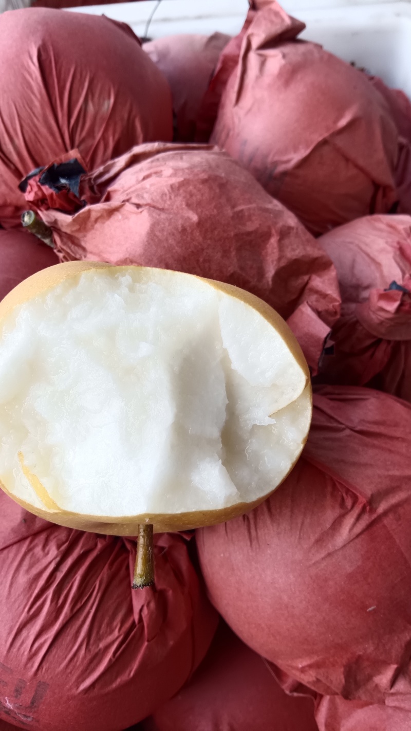 元黄梨大量有现货价格实惠，保质保量，