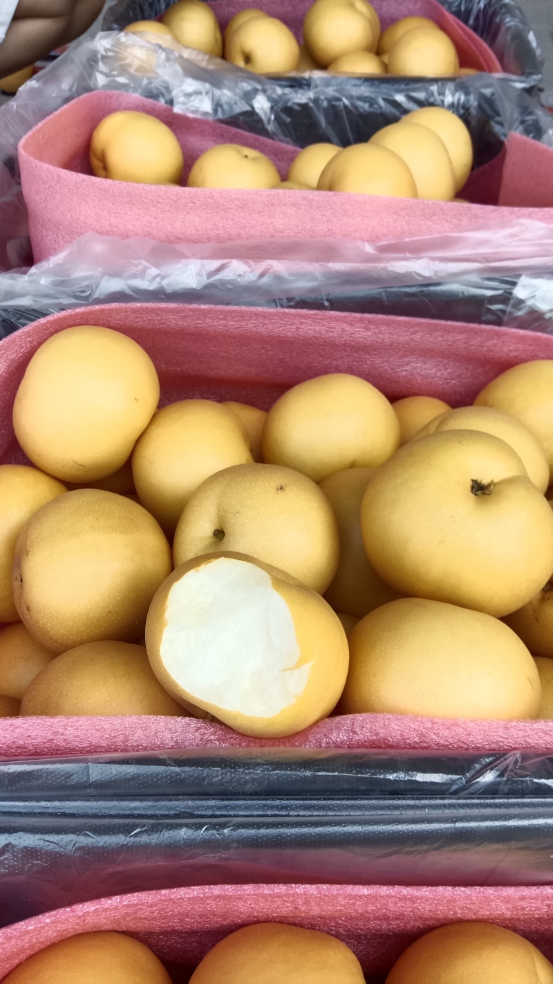 元黄梨大量有现货价格实惠，保质保量，