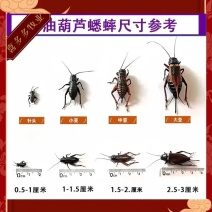 油葫芦蟋蟀各种规格清仓