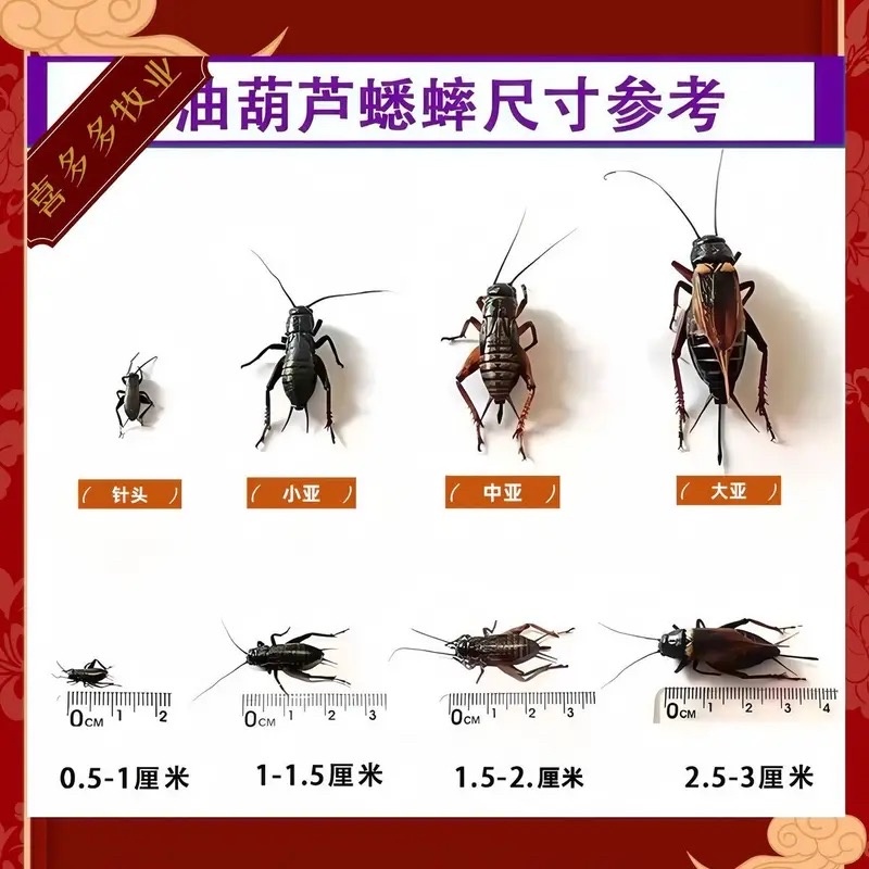 油葫芦蟋蟀各种规格清仓