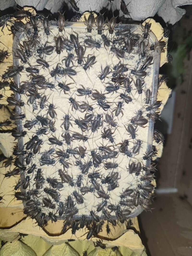 油葫芦蟋蟀各种规格清仓