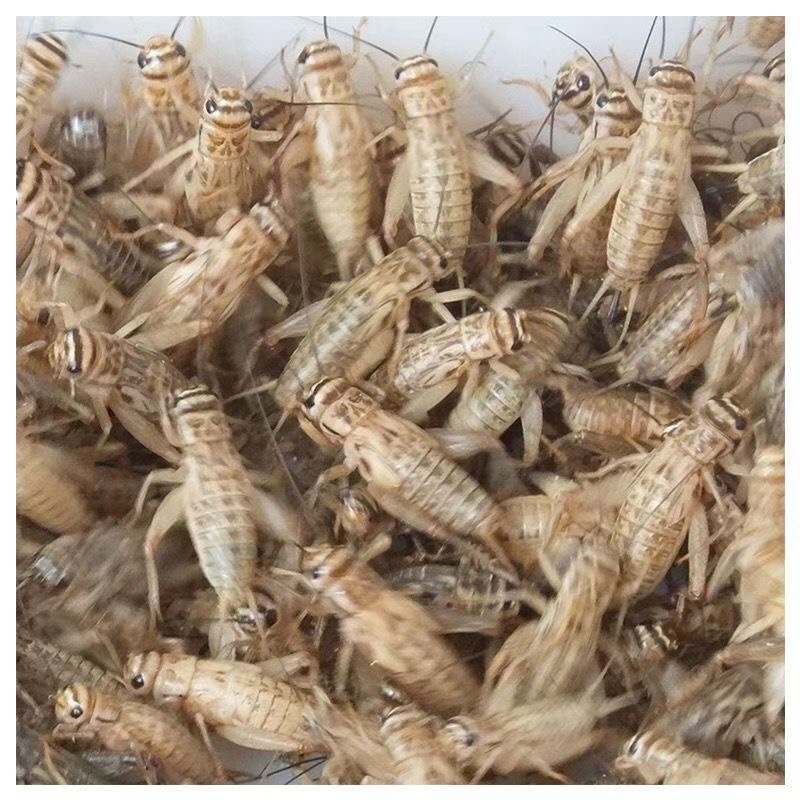油葫芦蟋蟀各种规格清仓