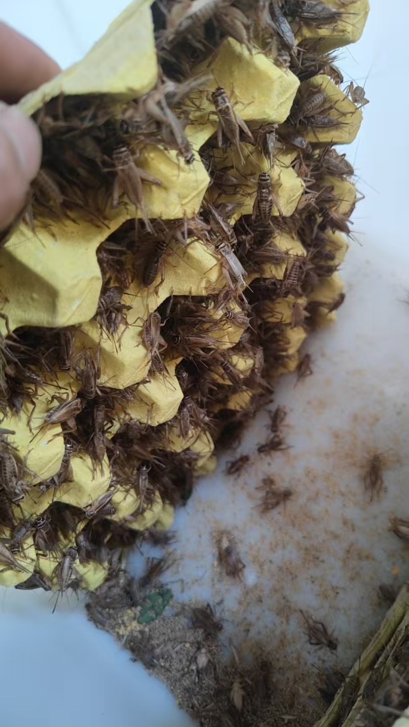 油葫芦蟋蟀各种规格清仓