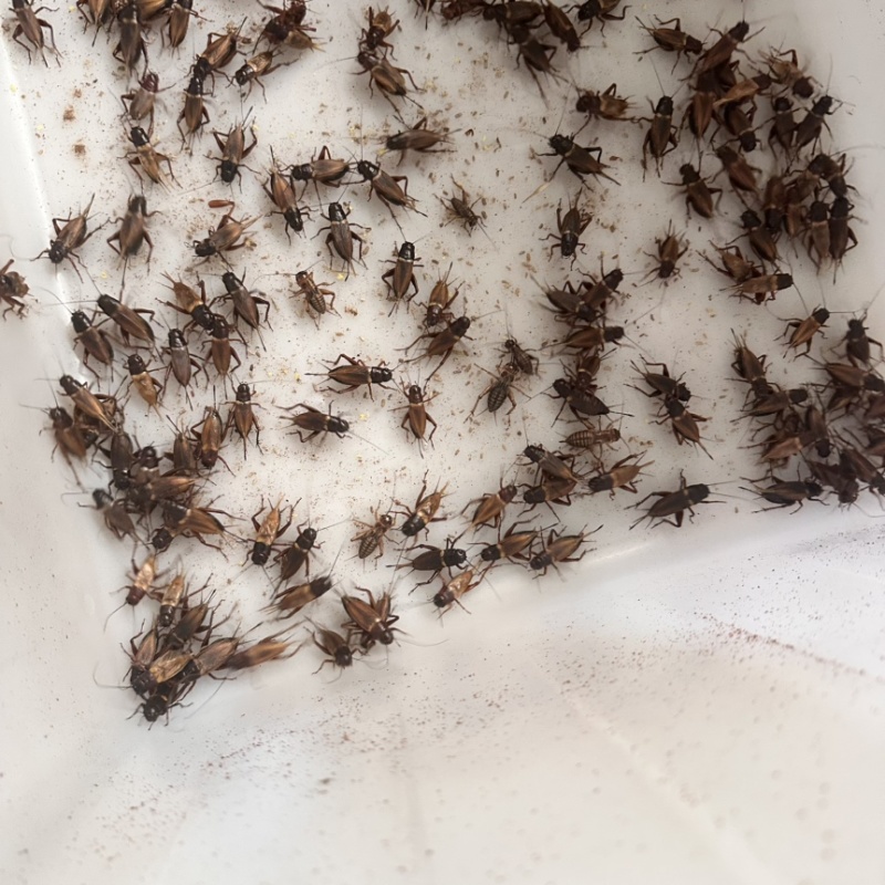 油葫芦蟋蟀各种规格清仓