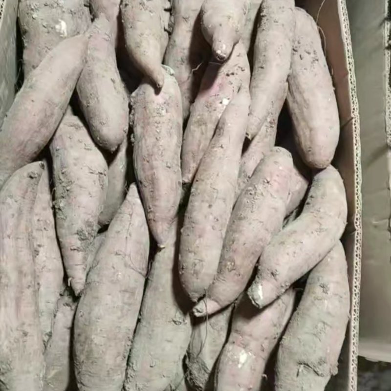 精品白哈密红薯，甜度高，质量好，适合电商团购，易储存