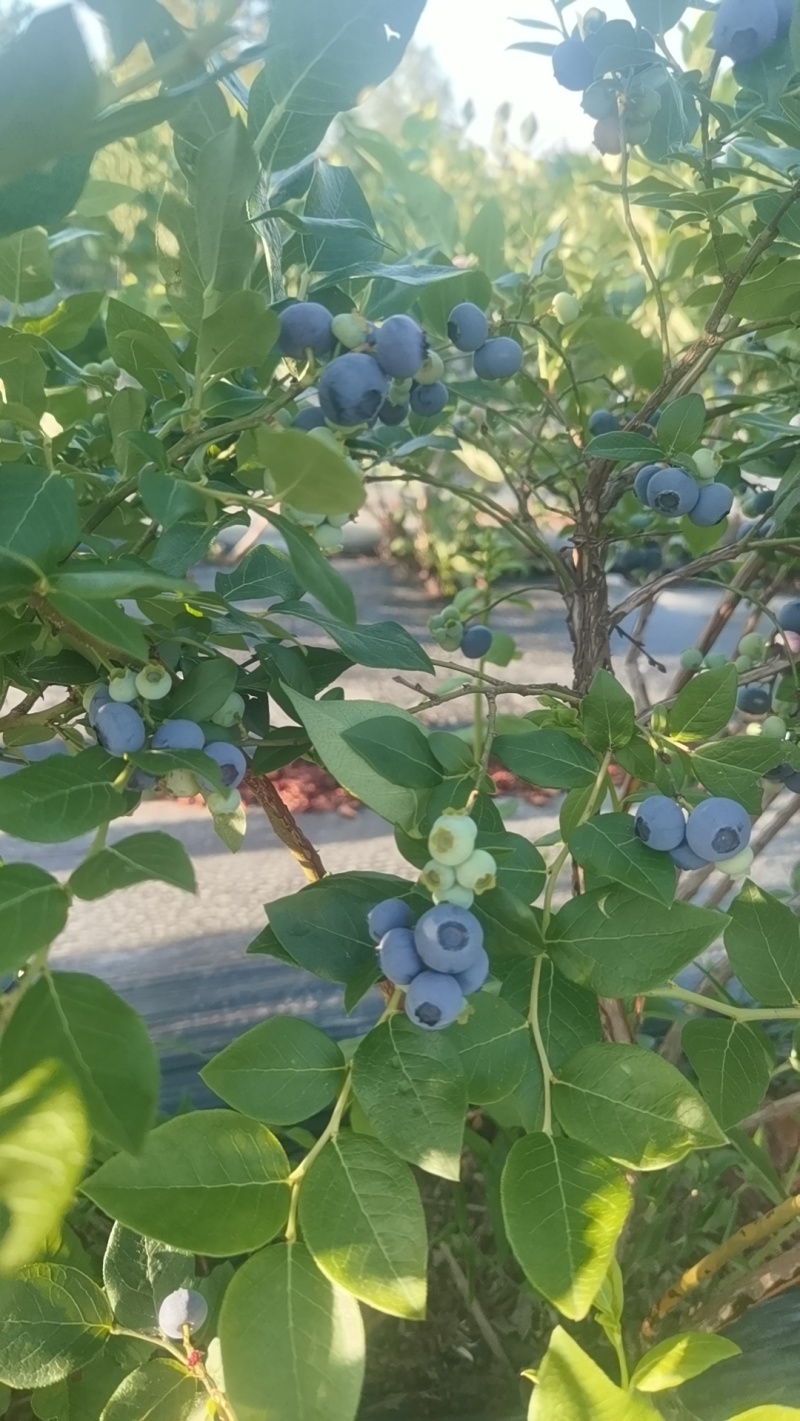 长白山蓝莓