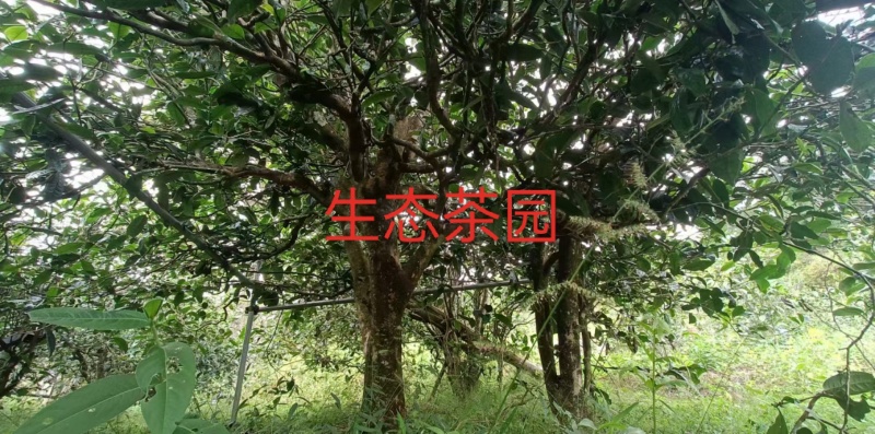 忙肺古树红茶