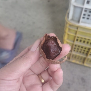 桂味荔枝干