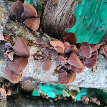 农家椴木木耳干