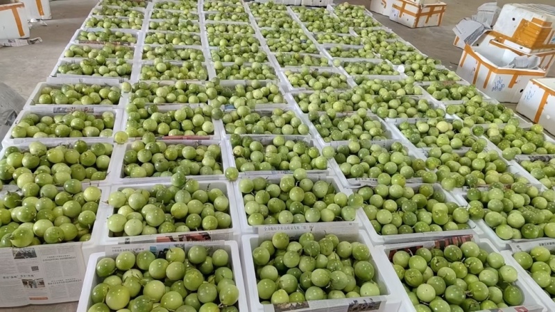 白香果