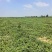 山西朔州新红宝西瓜大量接单产地直发量大从优欢迎来电