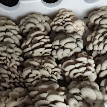 新鲜头茬蘑菇