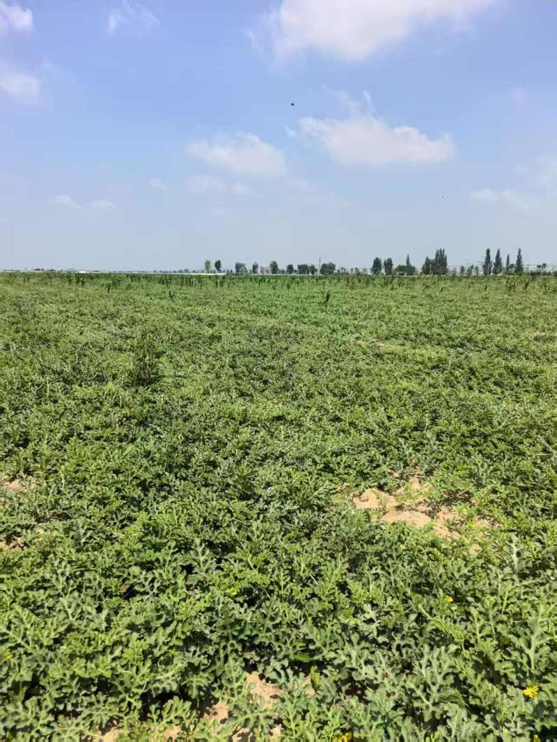 山西朔州新红宝西瓜大量上市产地直发品质保证诚信合作