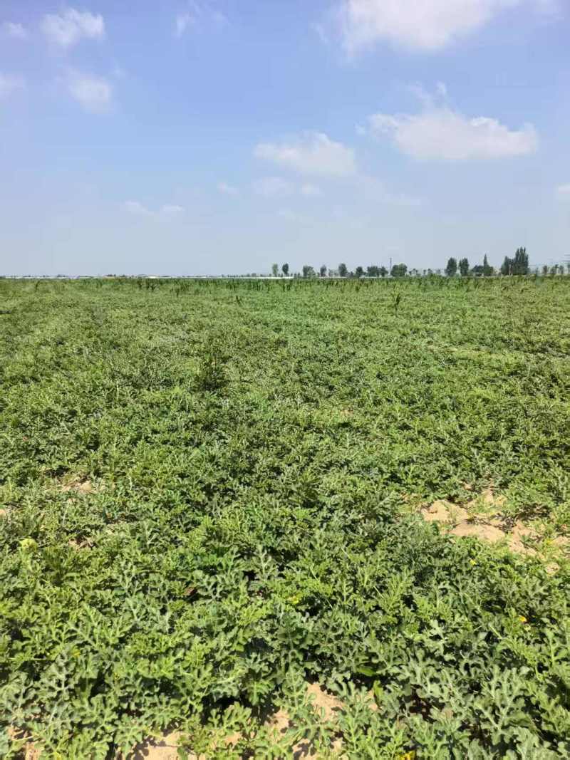 山西朔州新红宝西瓜大量上市产地直发品质保证诚信合作