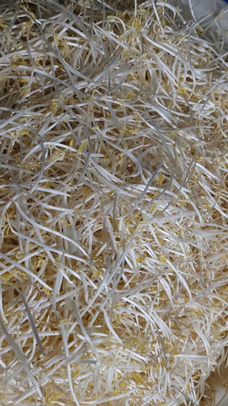 贵阳绿豆芽大量现货厂家直发量大从优欢迎订购
