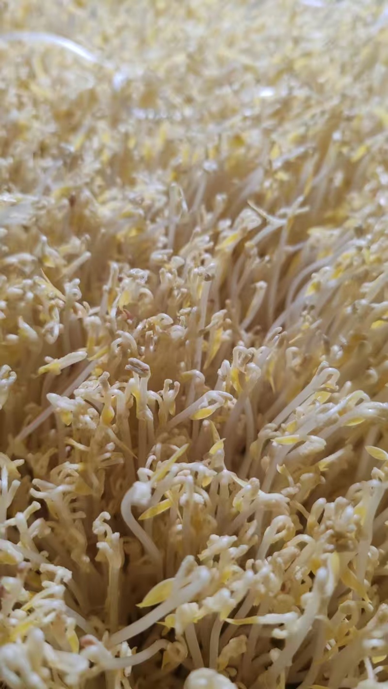 贵阳绿豆芽大量现货厂家直发量大从优欢迎订购
