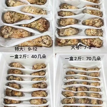 小金松茸
