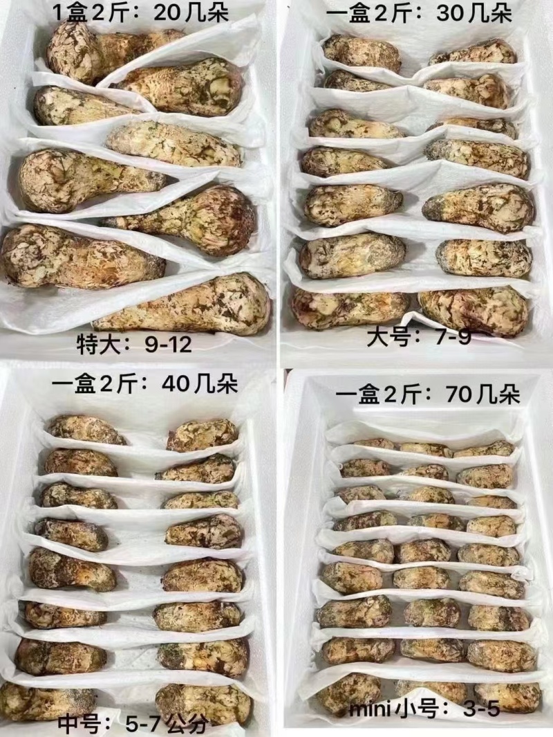 小金松茸