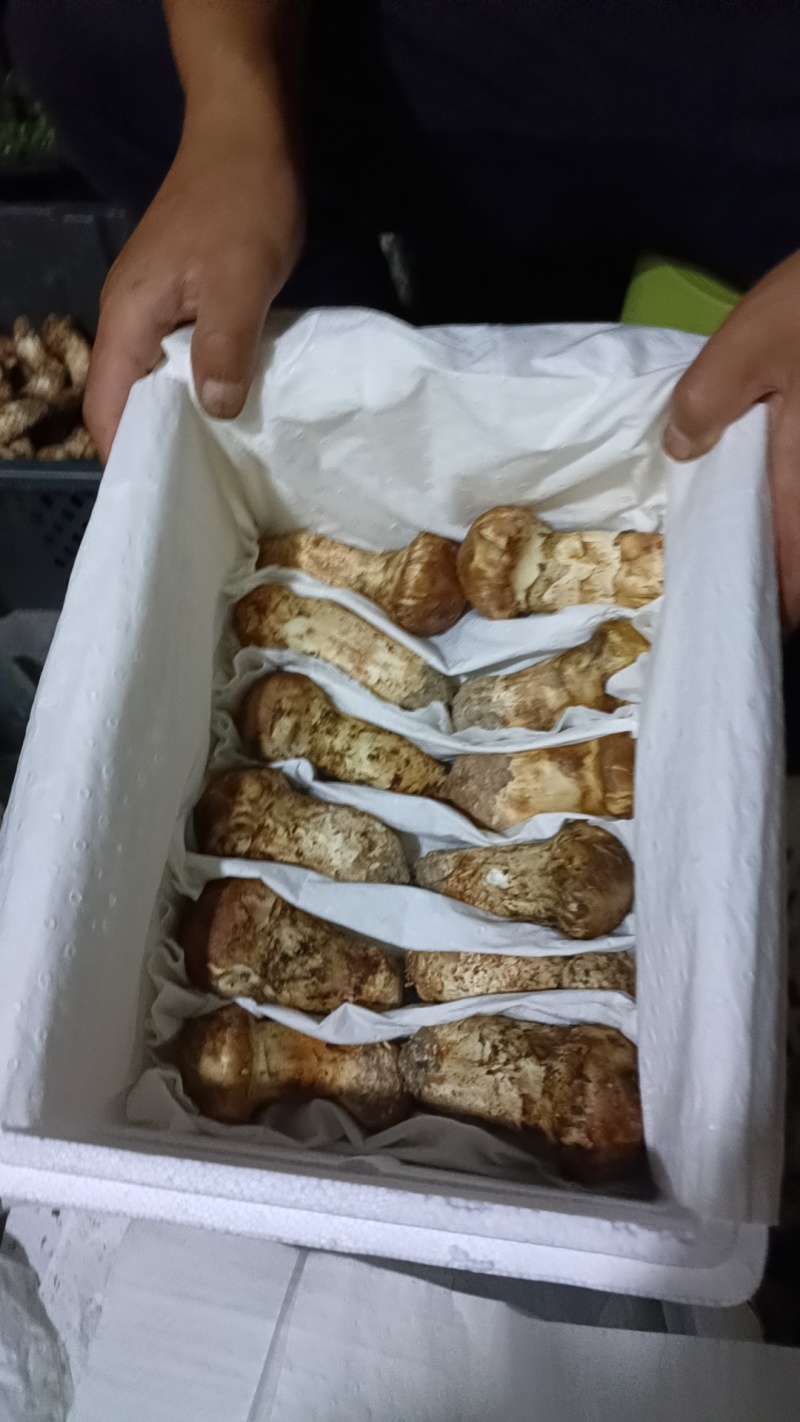 小金松茸