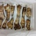 小金松茸