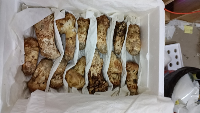 小金松茸