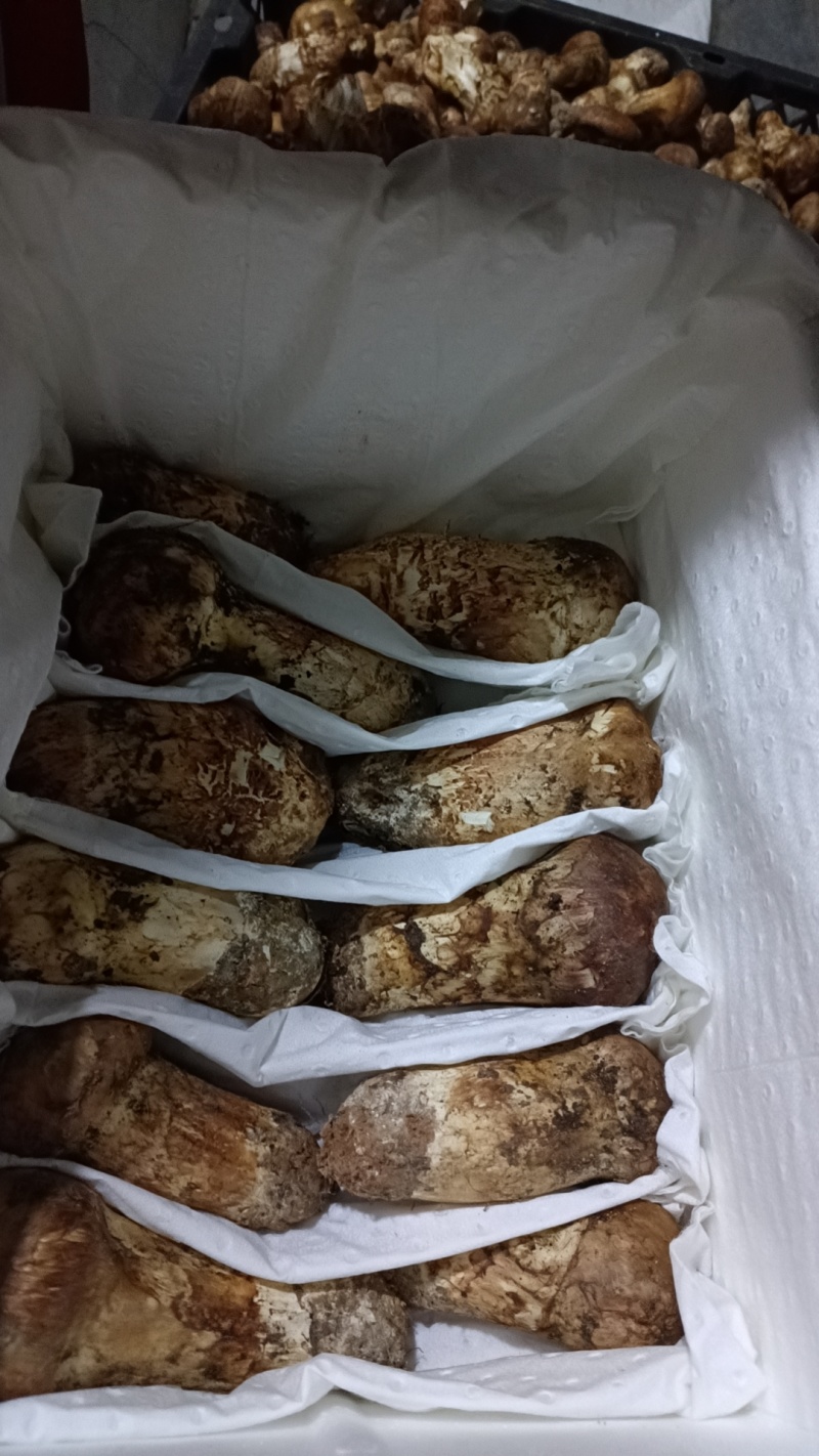 小金松茸