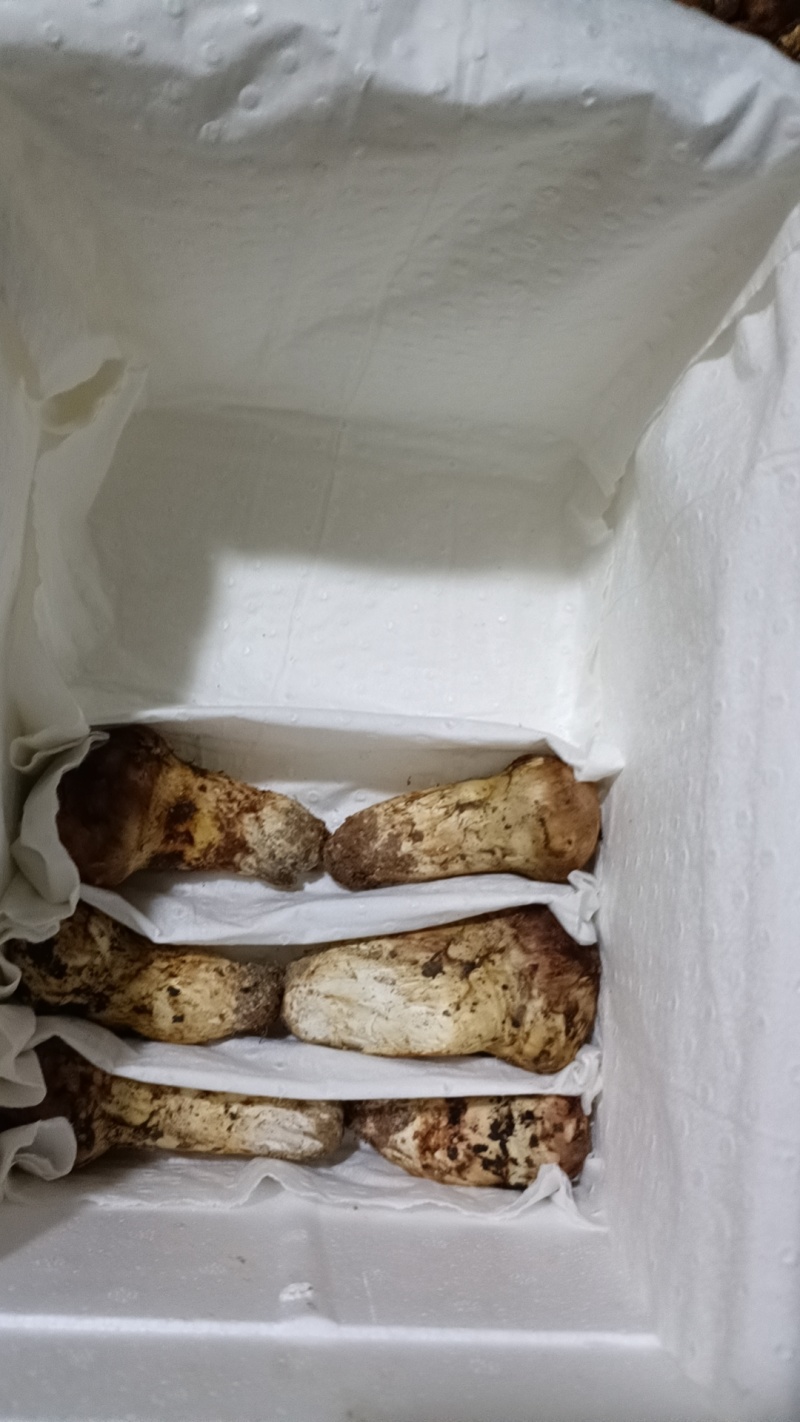 小金松茸