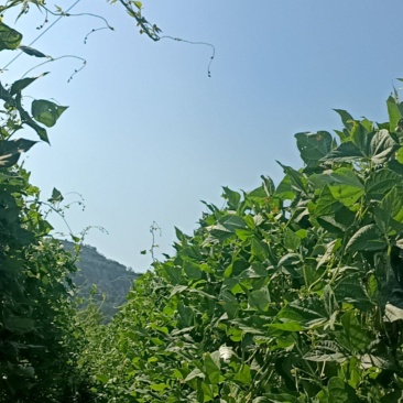 豆角
