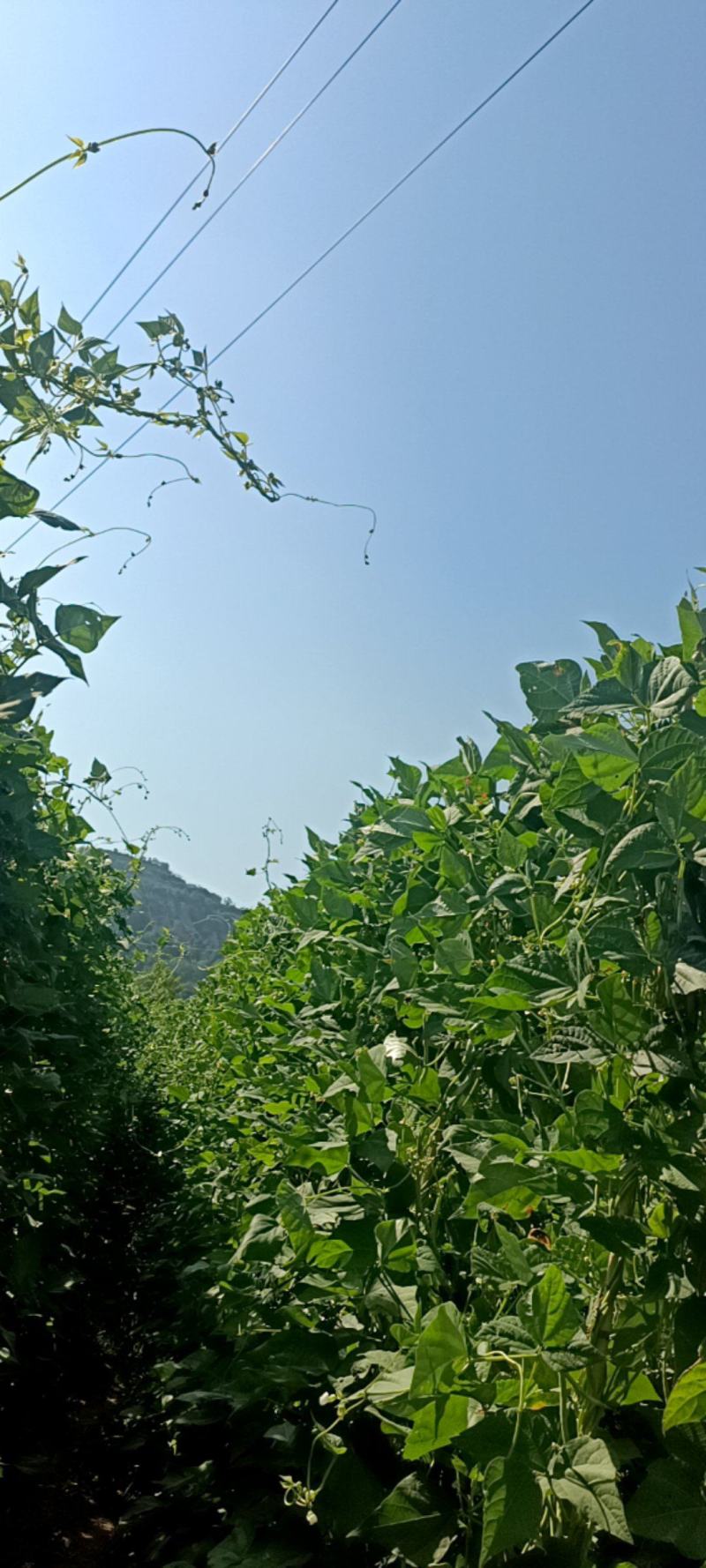 豆角